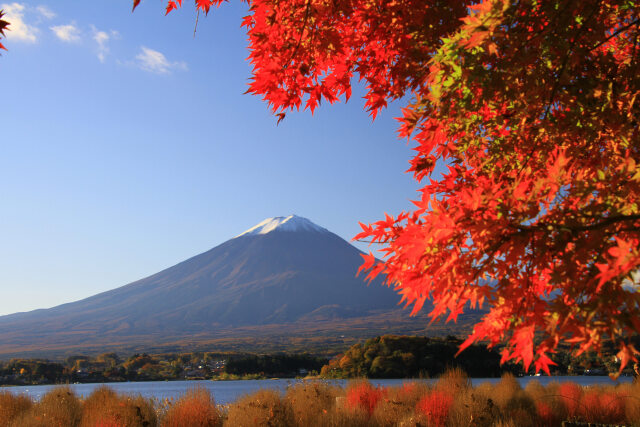 朝日に照らされたもみじ