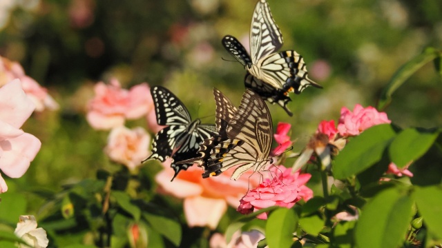 山下公園の薔薇と蝶