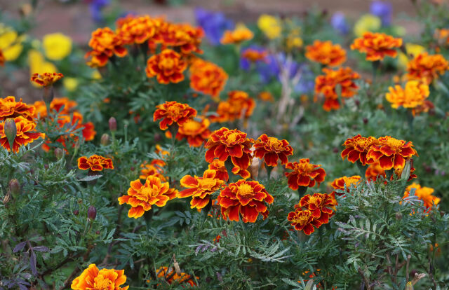 マリーゴールド