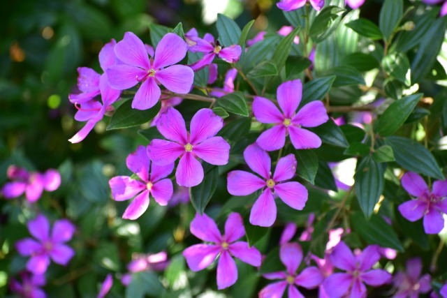 ノボタン・リトルエンジェル