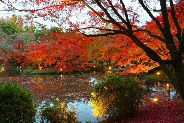 紅葉ライトアップ