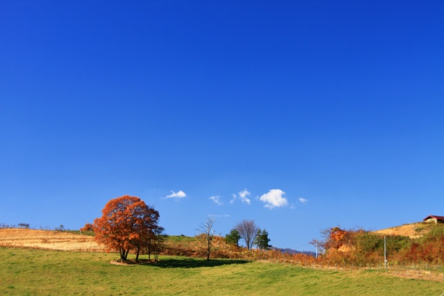 秋の牧場