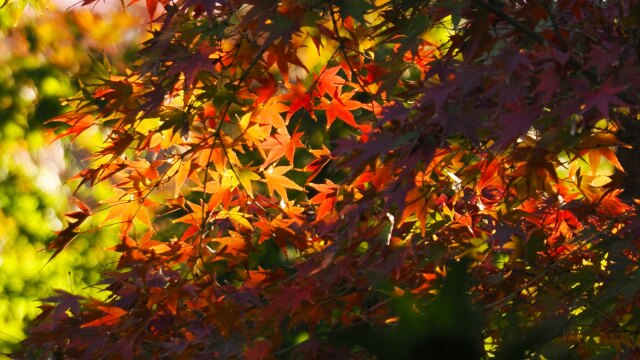 宇治公園の紅葉