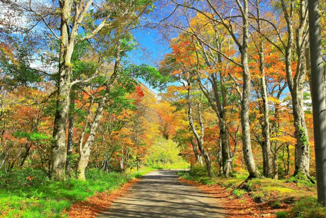 秋の山道