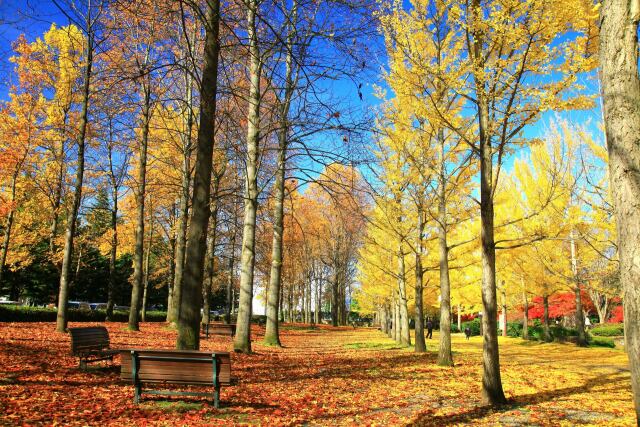 秋の公園