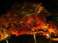 秋の夜の平等院