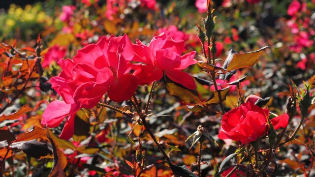 神代植物公園の薔薇