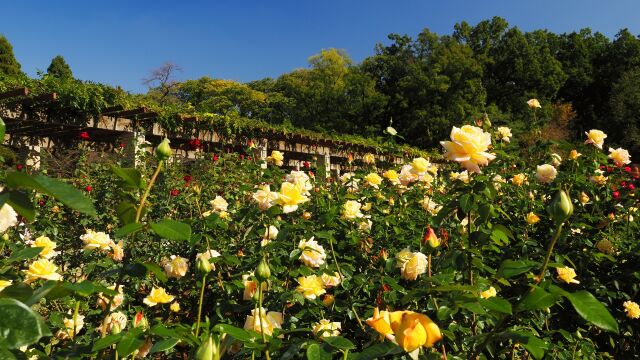 秋の神代植物公園