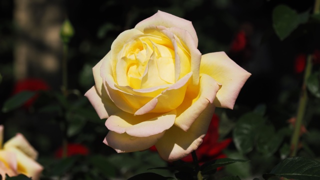 神代植物公園の薔薇