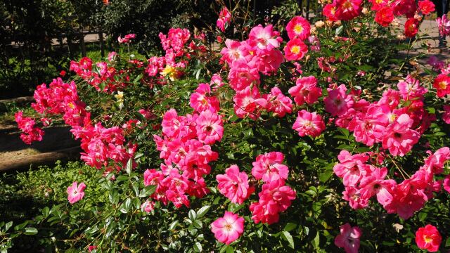 神代植物公園の薔薇