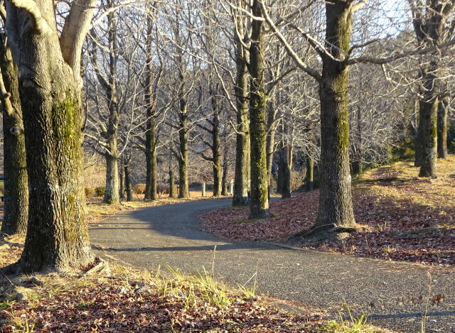 冬枯れの散歩道