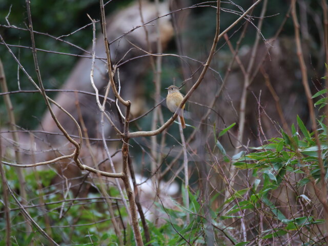 ジョビ子ちゃん