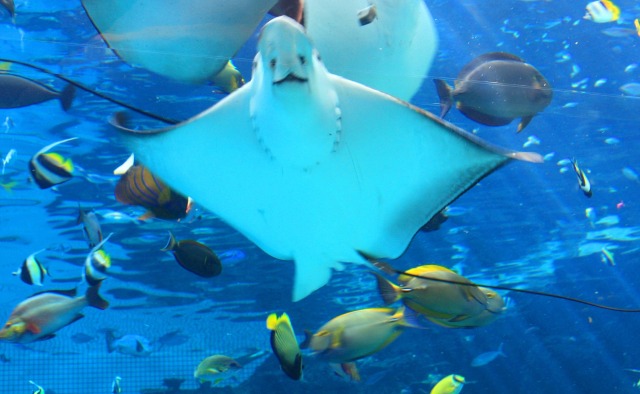 名古屋港水族館