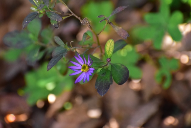 咲き残っていた野の花