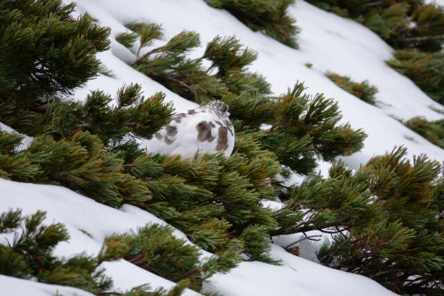 仙丈ヶ岳の雌雷鳥11