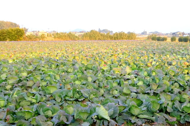 キャベツ豊作・・？
