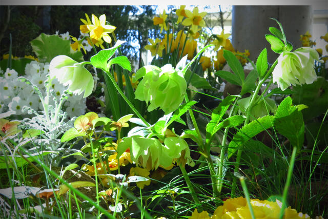 クリスマスローズ