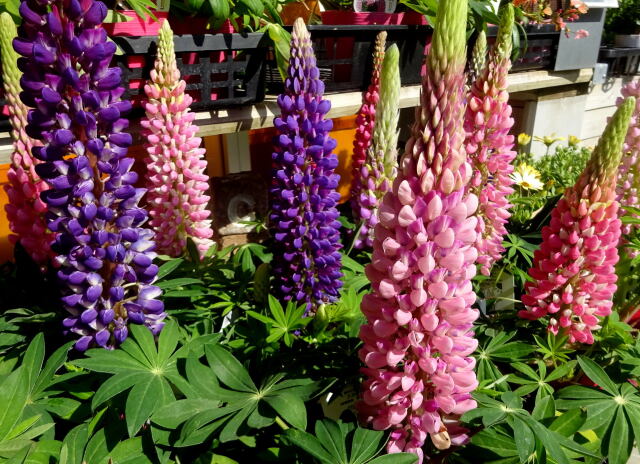 明るい光にルピナスの花