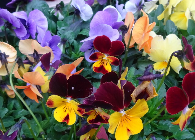 ビオラの花色々