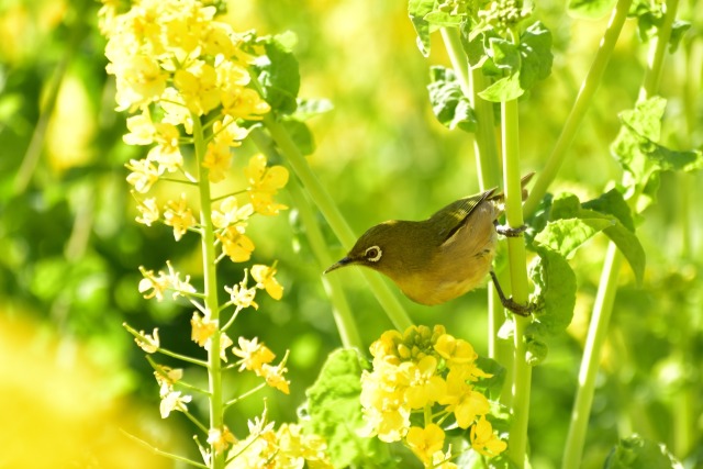 菜の花とメジロ