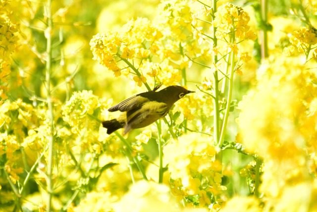 菜の花畑にお客さま