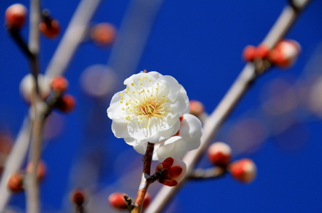 梅の花