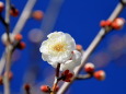 梅の花