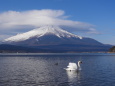 山中湖の白鳥
