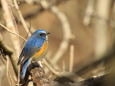 幸せの青い鳥