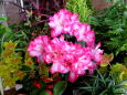 冬から春へ アザレアの花
