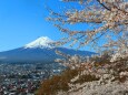 3月桜の季節到来