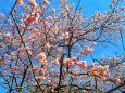 東紀州早咲き桜