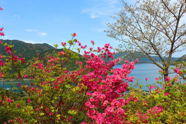 春の東紀州の海