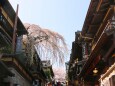 春の京都の町並み
