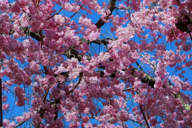 春桜の季節到来