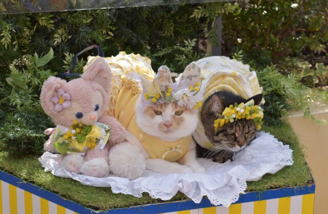 おめかしショット