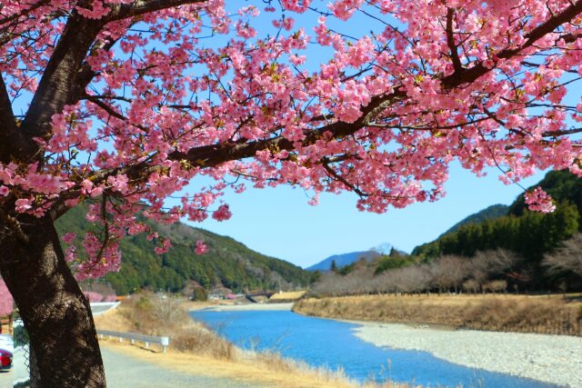 河津桜と清流銚子川