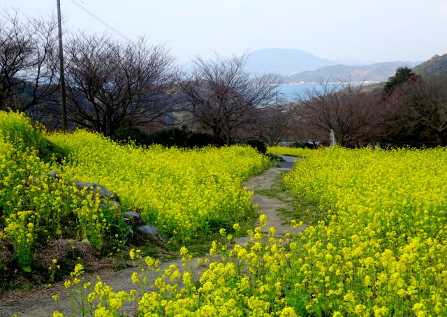 海が見える菜の花の山道