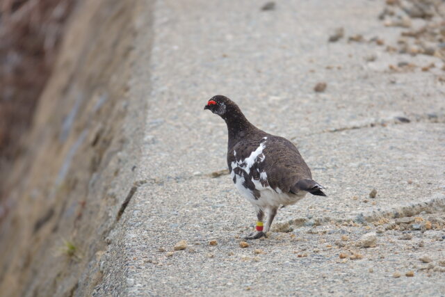 乗鞍岳の雄雷鳥6