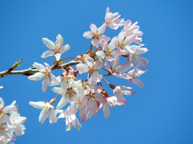 もうすぐ桜の季節 6