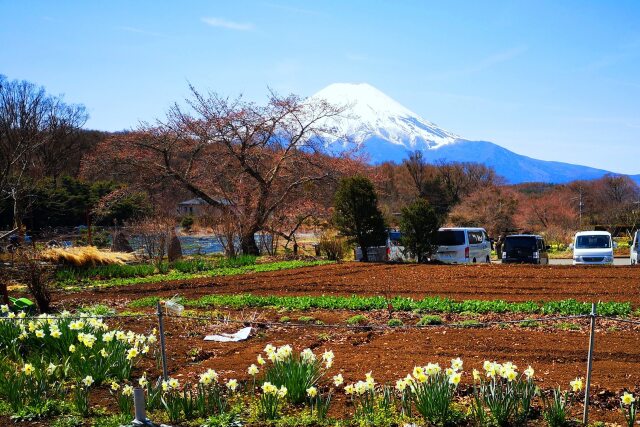 桜開花前の忍野八海