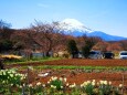 桜開花前の忍野八海