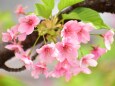 河津桜