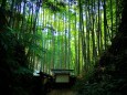 春の竹林