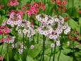 北沢峠のお花