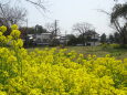 里に菜の花が咲くころ