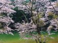 ダム湖と桜