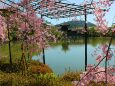平安神宮