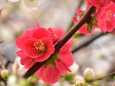 ボケの花