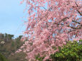 桜の季節 枝垂れ桜